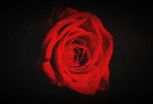 lovestruck jitters in music