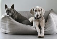 effortless home protection breeds