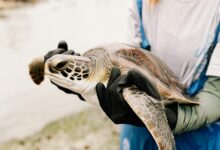 hetero significance in biology