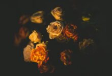 idealistic love seeker